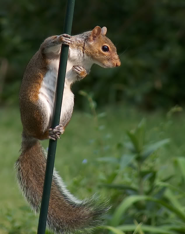 Squirrel_filtered.jpg