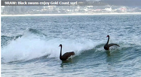 Surfing swans.PNG