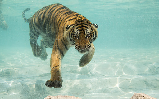 Tiger-gallery-13.jpg