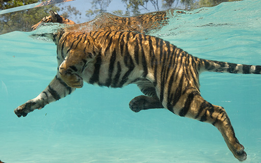 Tiger-gallery-14.jpg