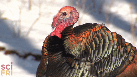 turkey1.gif