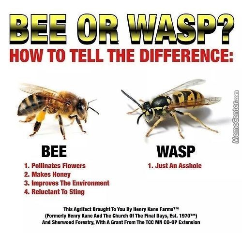 Bee or wasp joke