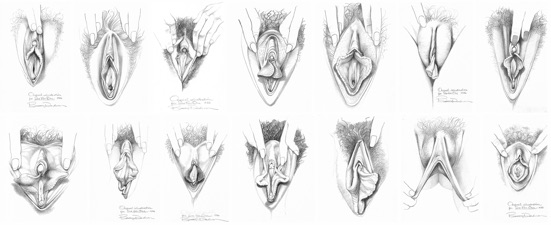 vulvas_pencil.jpg