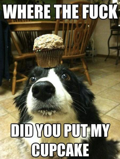 where-the-fuck-did-you-put-my-cupcake-dog.jpg