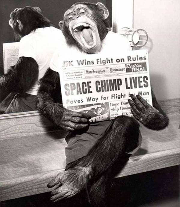 WP_dailysanctuary-com_2015_03_15-chimp.jpg