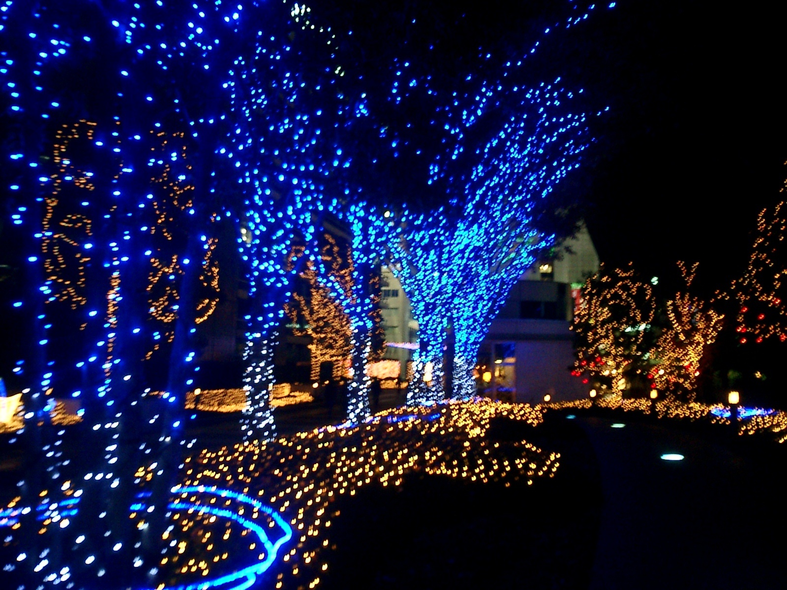 xmas lights.jpg