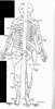 mini-mini-Dermatomes i.bmp.jpg