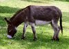 Donkey_in_Clovelly,_North_Devon,_England.jpg