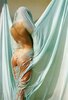 Photo, Sheeted.jpg