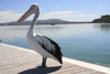 emupoint-pelican.jpg