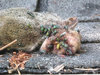 Blowflies and wasp.JPG