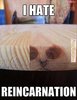 Cat-memes-I-hate-reincarnation-539x700.jpg