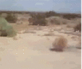 IMG_0489.gif