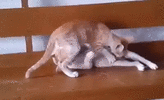 IMG_20230810_202544.gif