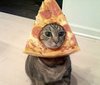 pizza cat.jpg