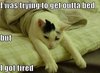 tired-kitty_thumb.jpg