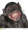 ___ Mixed-Breed monkey between Chimpanzee and Bonobo smiling, 8 years old.jpg