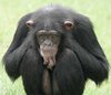 Chimpanzee _ Wildlife Info and Photos-Images.jpg