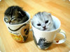 cute animal in cups.jpg
