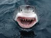 great-white-shark-smile.jpg