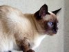 siamese cat