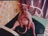 Google Image Result for http--files.abovetopsecret.com-uploads-ats29242_Angry_Shaved_Cat.jpg.jpg