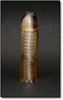 tortouis shell.jpg