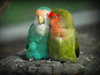 lovebirds_beautifulbirds_picturespool_19.jpg