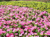 flower bed