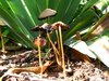 groupe of mushrooms