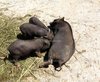 depositphotos_3963815-Black-pig-fed-piglets-Suidae.jpg