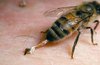 HoneybeeStinger01.jpg