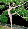 sexy-trees14.jpg