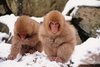 wpid-Snow-Monkey-7.jpg
