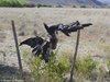 4585 dead eagle fence.jpg