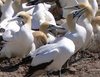 thumb_cape-gannet-2.jpg