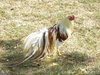 f046494b_44102_chicken_chat_006.jpeg