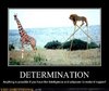 Determination.jpg