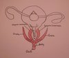 Clitoris2-580x492.jpg