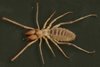 spider3.jpg spider3.jpg