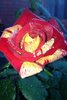 Rose 1.jpg