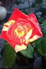 Rose 2.jpg