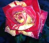 Rose 3.jpg