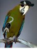 Pirate-Parrot--91.jpg