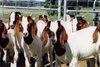 01_about_boergoats1.jpg