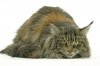 maine-coon-cats-and-kittens-9.jpg