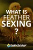 Feather-Sexing.jpg