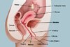 vagina_new.jpg