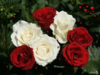Red & White Rose.png