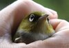 bird-in-the-hand-silvereye-tauhou.JPG bird-in-the-hand-silvereye-tauhou.JPG